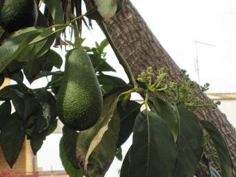 Pianta di avocado, il fulcro di un giro d'affari miliardario - Immagine rilasciata sotto licenza Creative Commons Attribution-Share Alike 3.0 Unported, fonte Wikimedia Commons, utente Petar43