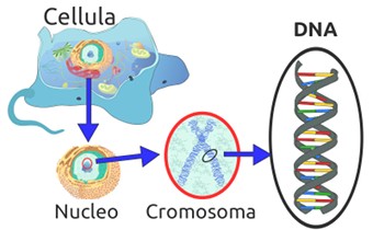 La collocazione del DNA in una cellula eucariote - Immafine rilasciata sotto licenza Creative Commons Attribution-Share Alike 3.0 Unported - Fonte Wikipedia, utente Tiger66