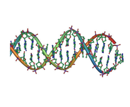 Un'inconsueta rappresentazione orizzontale della doppia elica del DNA - Immagine in pubblico dominio, fonte Wikimedia Commons, utente GAThrawn22