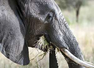 Pasto di un elefante - Immagine courtesy di African Wild Foundation